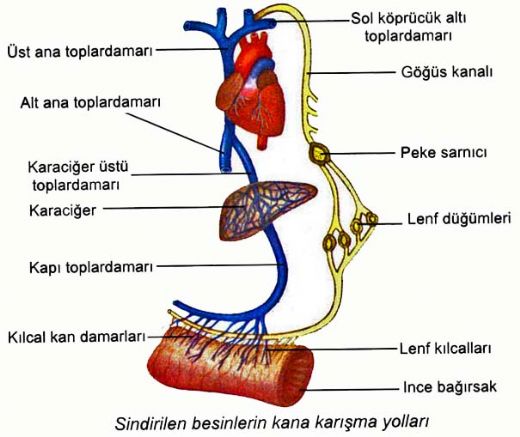 Besinlerin Emilimi